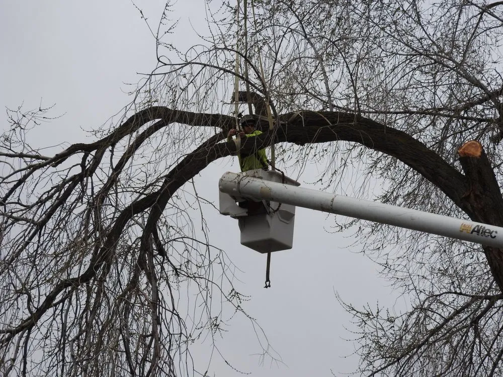 Local landscape installation experts serving Ogden, UT - All Wood's Tree Service