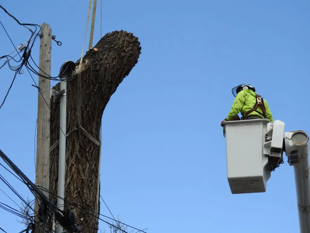 Top-rated lawn mowing service experts serving Ogden, UT - All Wood's Tree Service