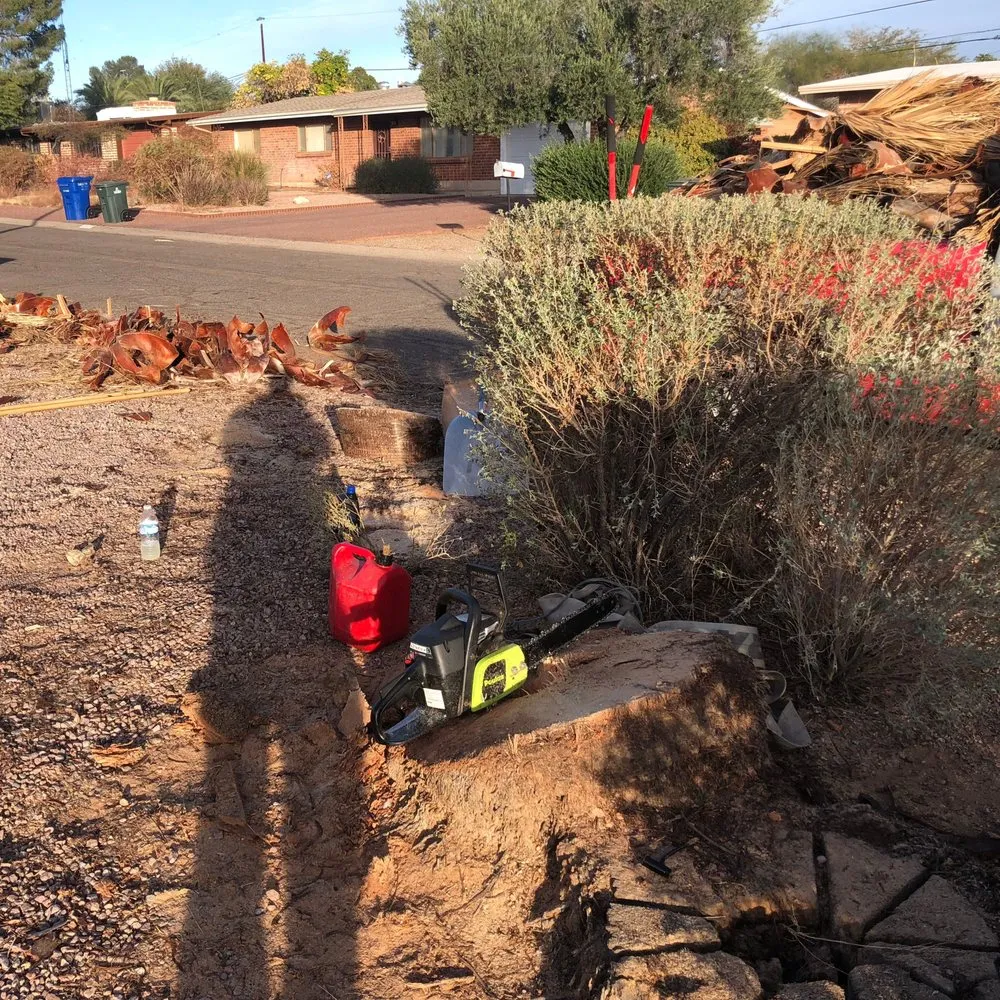 Top-rated yard cleanup service in Tucson, AZ by All Yard Work