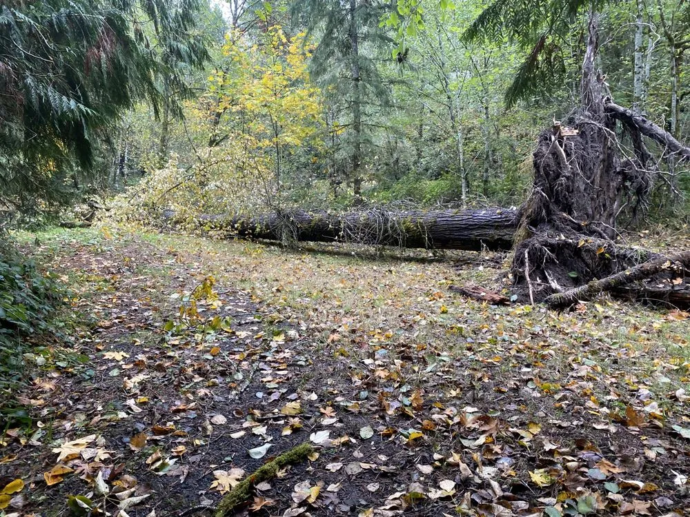 Reliable yard maintenance in Kelso, WA - All Year Land Care and More