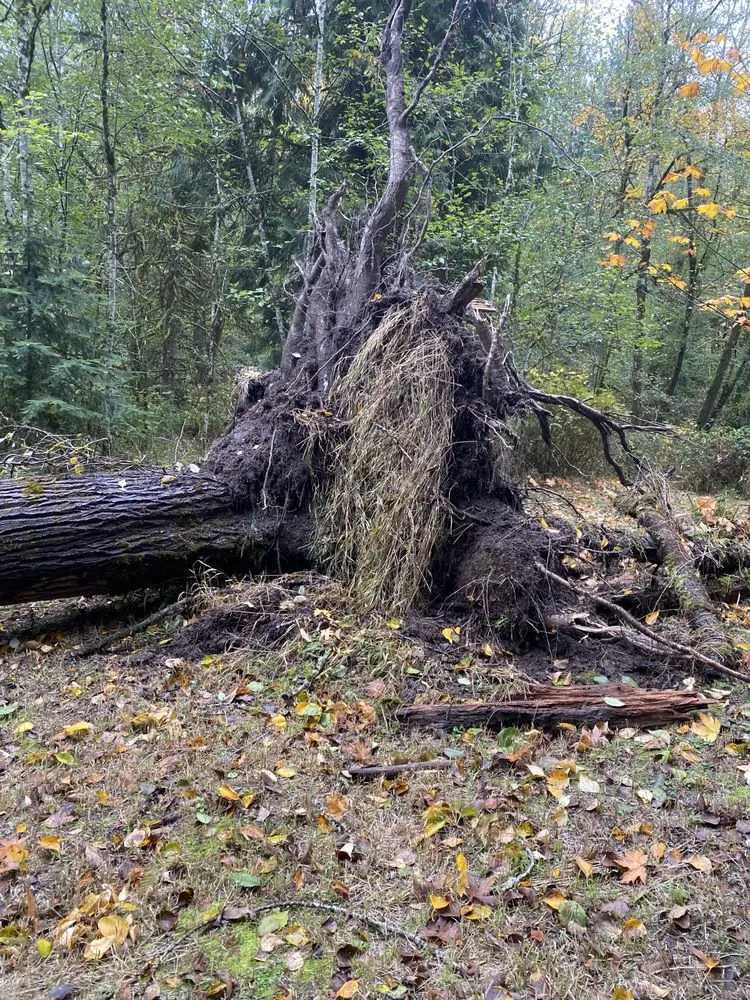 Custom garden landscaping experts serving Kelso, WA - All Year Land Care and More