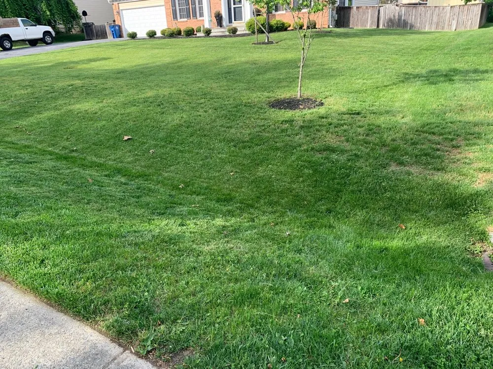 Custom yard cleanup service for year-round maintenance across Silver Spring, MD - All Year Land Care