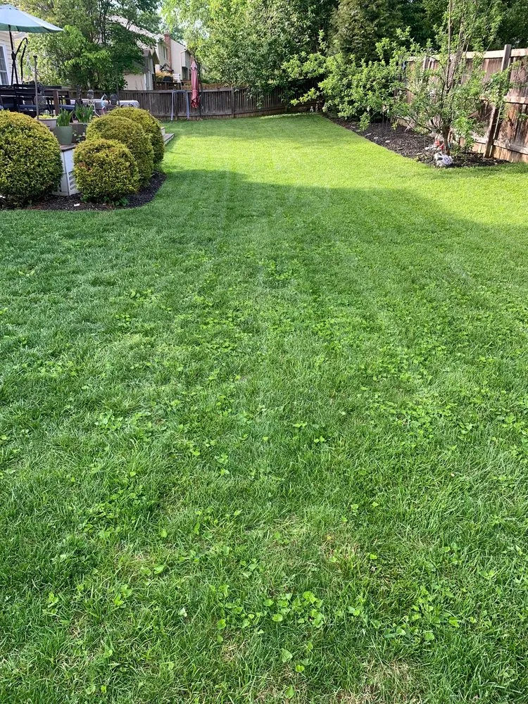 Professional lawn care service experts serving Silver Spring, MD - All Year Land Care