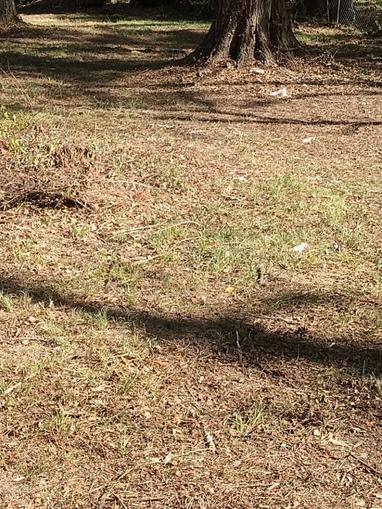 Top-rated yard maintenance for residential properties across Jackson, MS - All Year Lawn Service