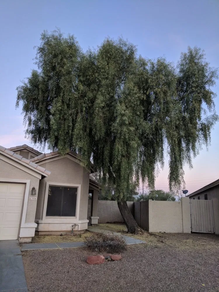 Expert landscaping services with custom design across Phoenix, AZ - All Year Round Tree & Landscape Management