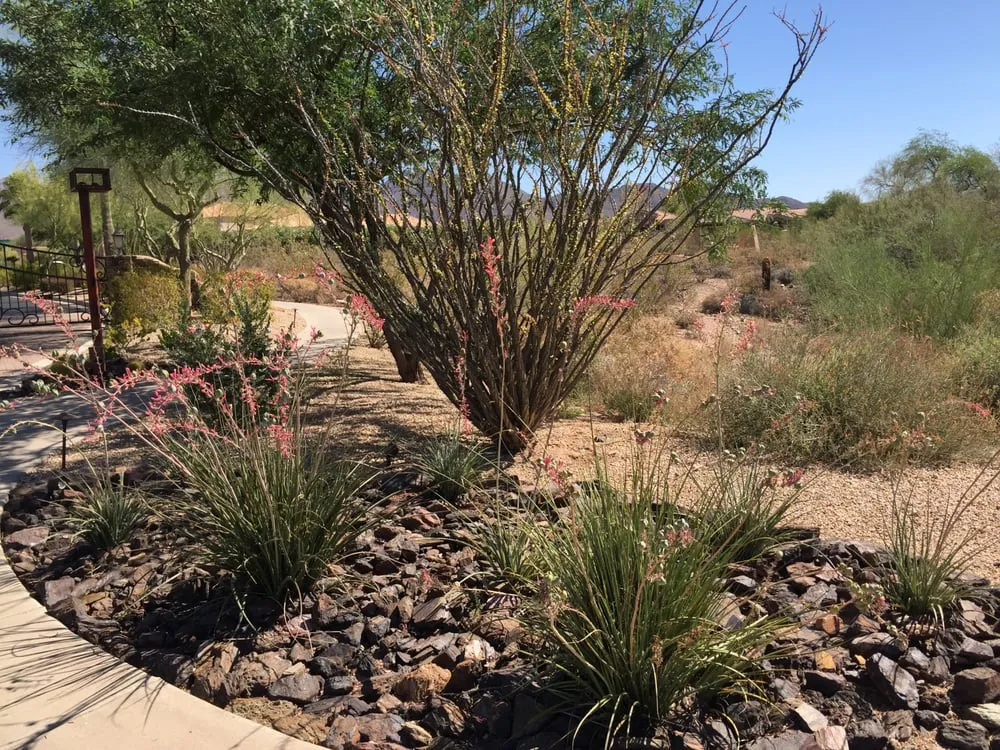 Affordable yard maintenance in Phoenix, AZ - All Year Round Tree & Landscape Management