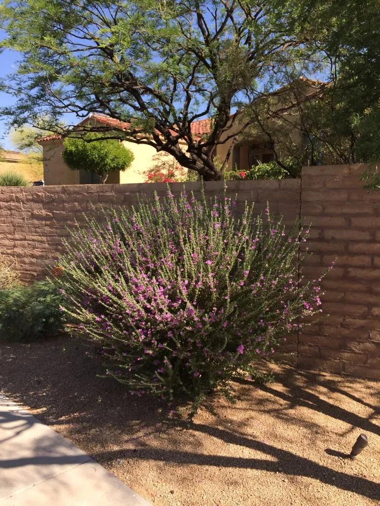 Top-rated residential landscaping for beautiful yards across Phoenix, AZ - All Year Round Tree & Landscape Management