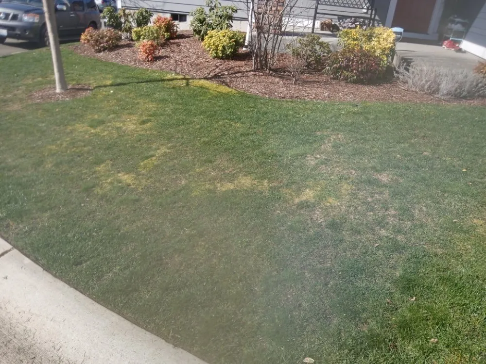 Local yard cleanup service for year-round maintenance across Tacoma, WA - All&1 Mowing Services