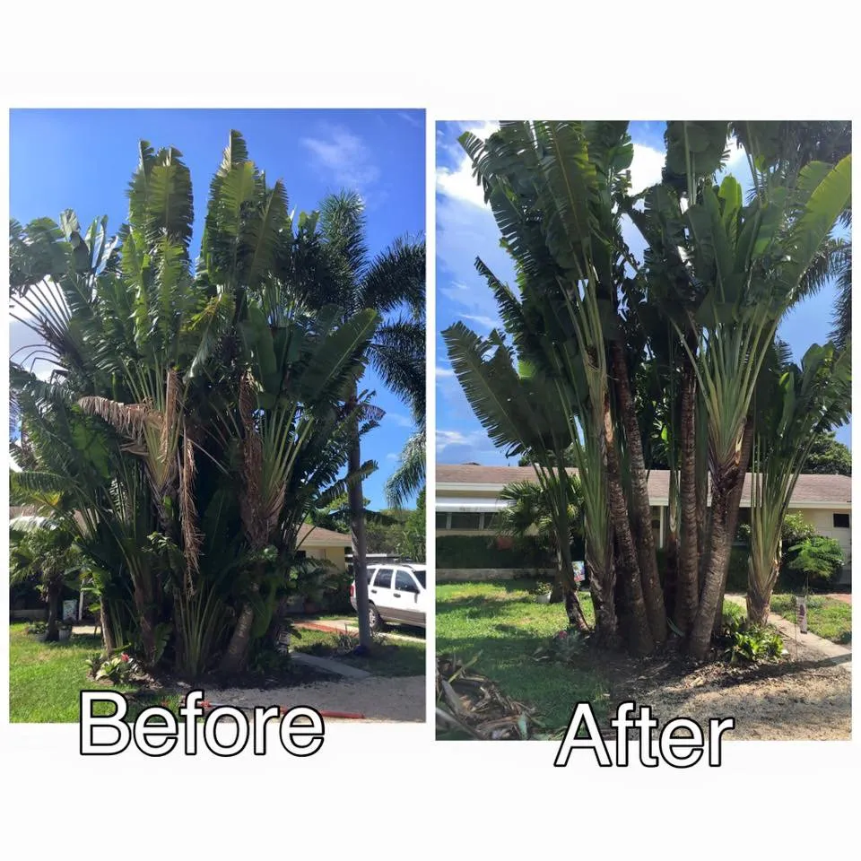 Top-rated outdoor landscaping in Fort Lauderdale, FL by Allan Mendoza Landscaping & High Power Pressure Cleaning