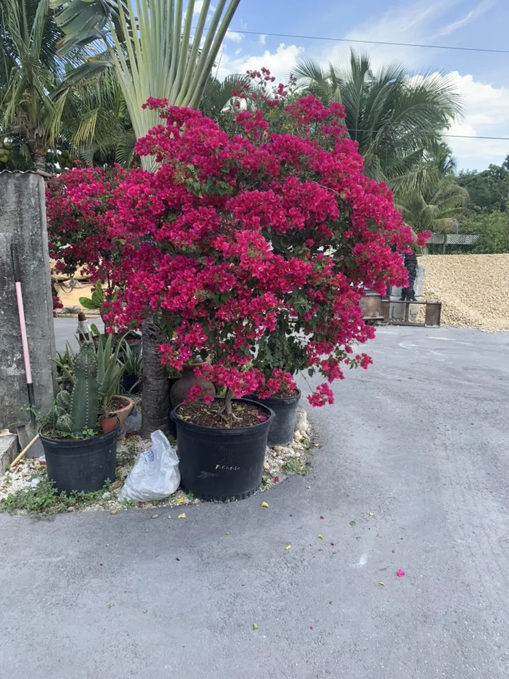 Local lawn care service experts serving Fort Lauderdale, FL - Allan Mendoza Landscaping & High Power Pressure Cleaning