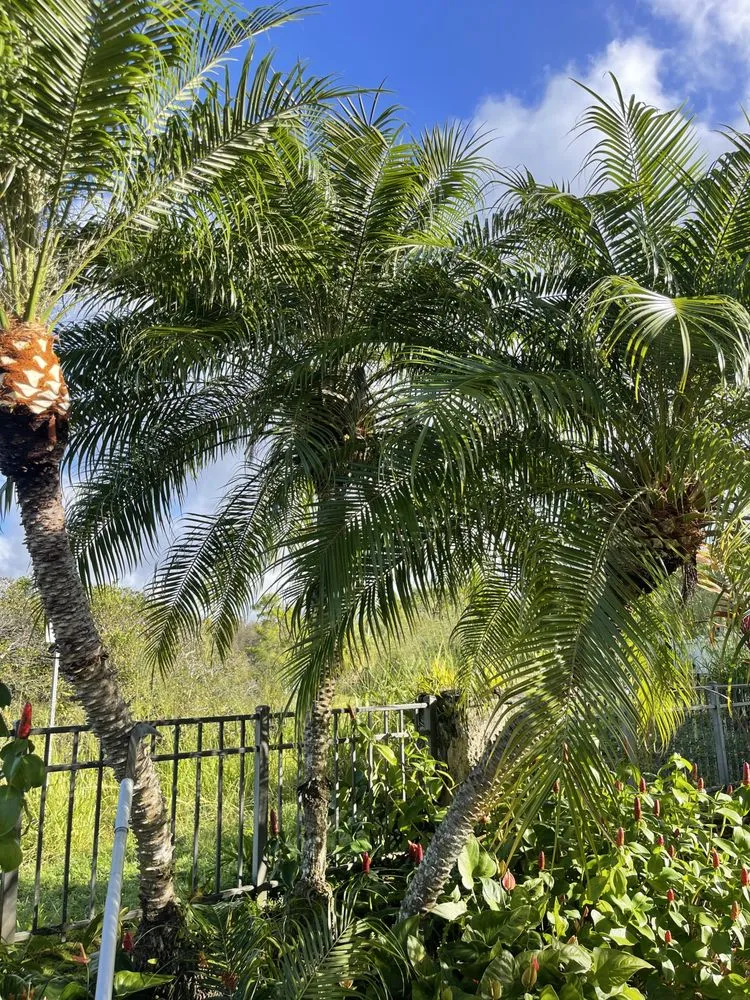 Reliable lawn mowing service experts serving Honolulu, HI - Allan Yard Maintenance and Landscaping