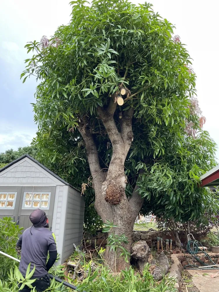 Top-rated lawn mowing service in Honolulu, HI by Allan Yard Maintenance and Landscaping