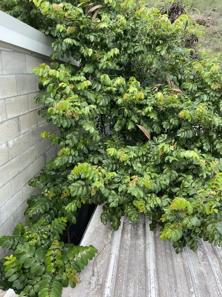 Expert garden landscaping in Honolulu, HI by Allan Yard Maintenance and Landscaping