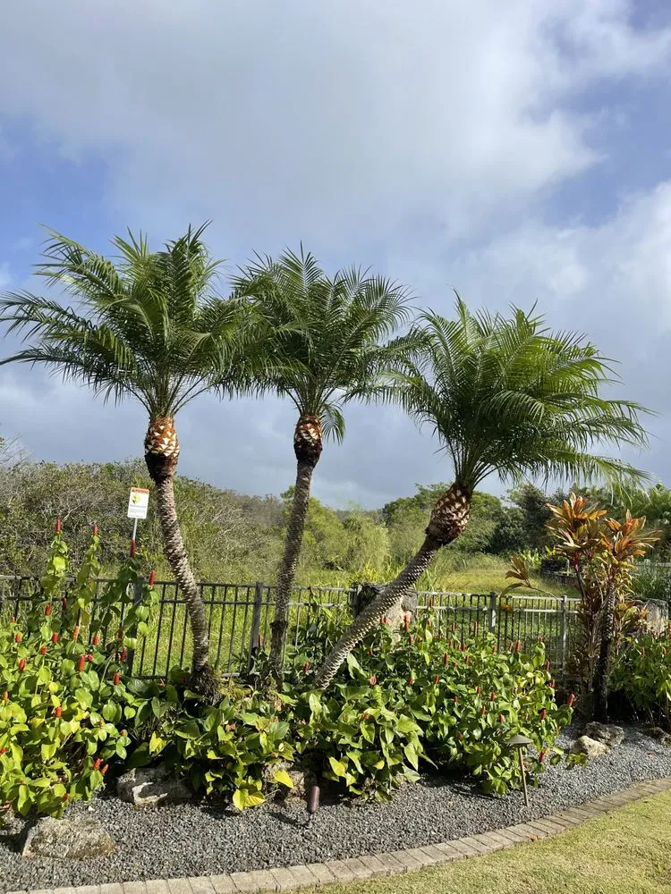 Trusted lawn mowing service in Honolulu, HI - Allan Yard Maintenance and Landscaping