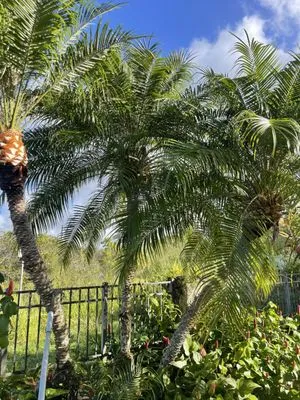 Allan Yard Maintenance and Landscaping Logo