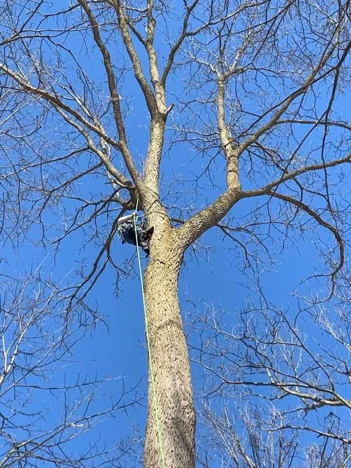 Expert yard cleanup service in Fowlerville, MI - Allan's Tree Service