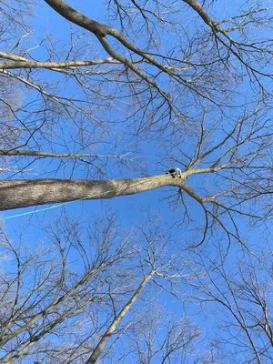 Allan's Tree Service Logo