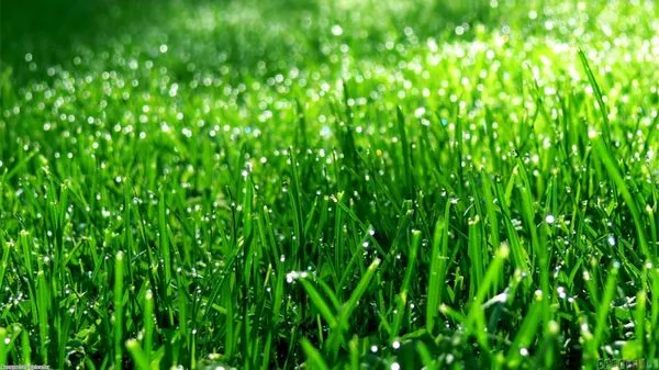 Allard's Lawn & Order Landscaping