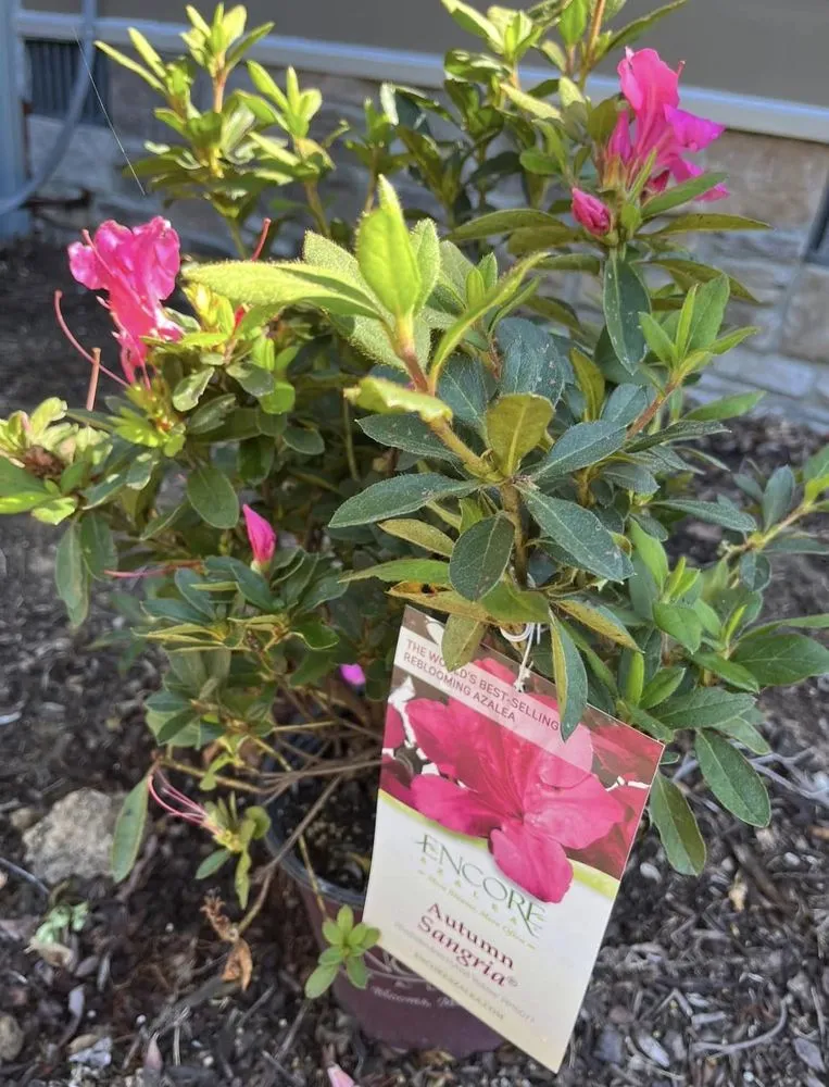 Custom landscape installation with custom design in Chattanooga, TN by Allay Home Assistants