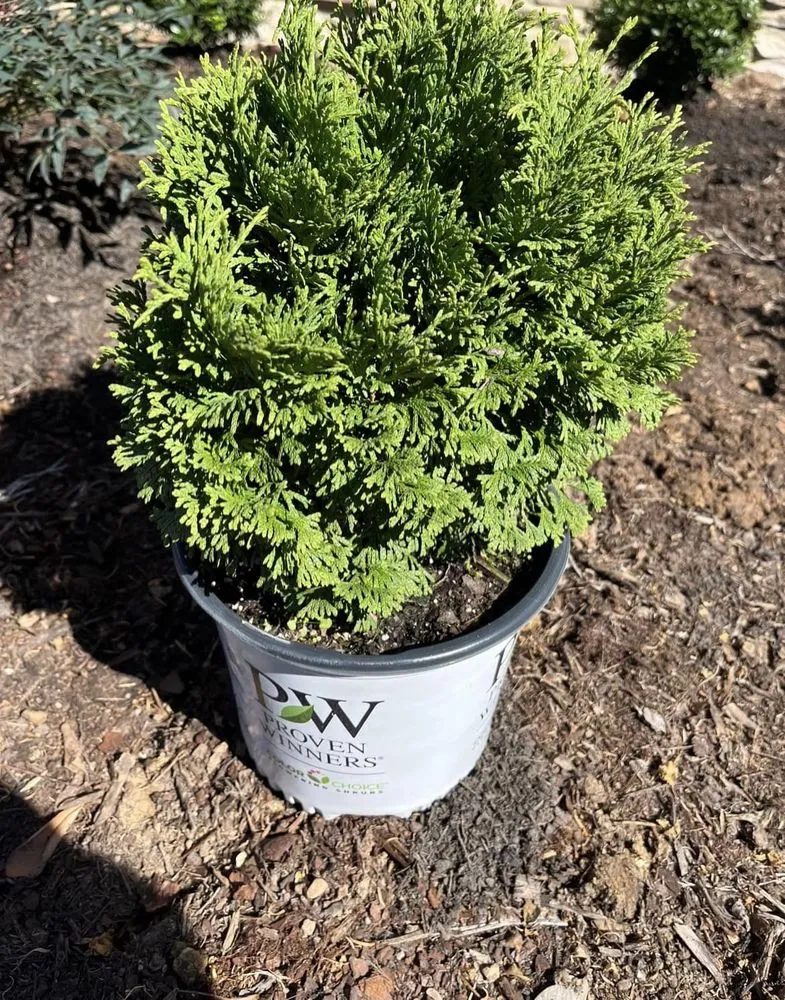 Professional landscape installation near you in Chattanooga, TN by Allay Home Assistants