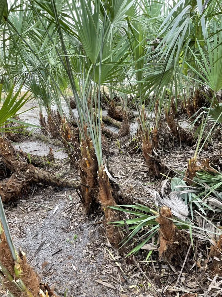 Reliable outdoor landscaping in Fort Pierce, FL by Allbright Maintenance & Landscaping