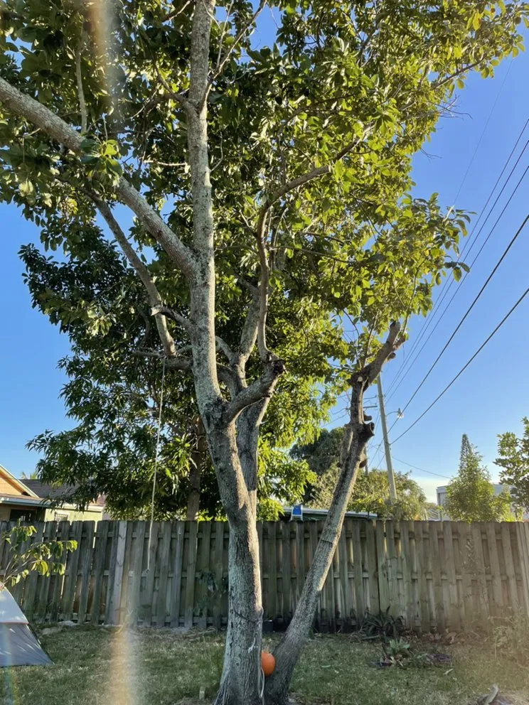 Reliable lawn mowing service for year-round maintenance in Fort Pierce, FL by Allbright Maintenance & Landscaping