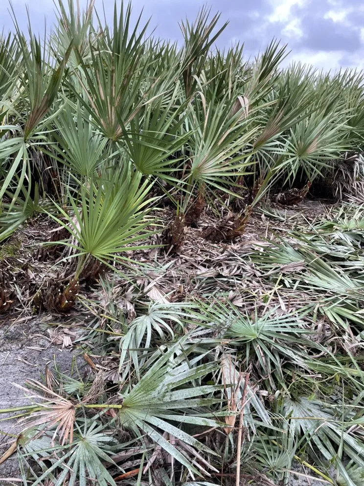 Trusted landscape design for residential properties in Fort Pierce, FL by Allbright Maintenance & Landscaping