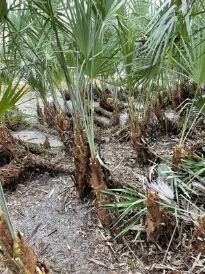 Allbright Maintenance & Landscaping Logo