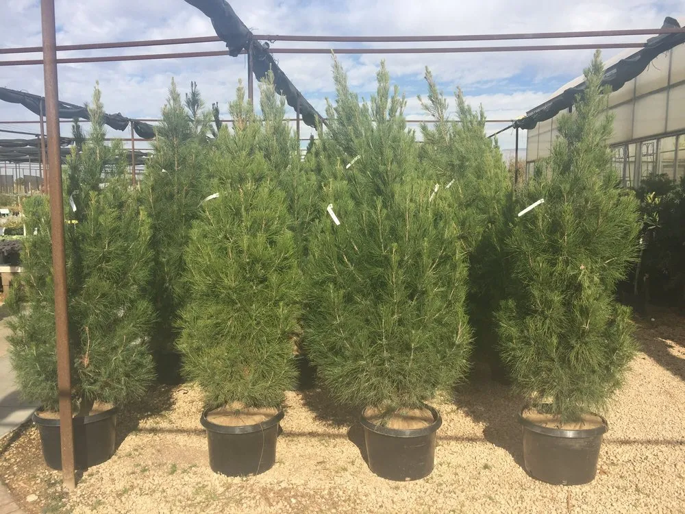 Trusted yard maintenance for outdoor upgrades in Midland, TX by Alldredge Gardens