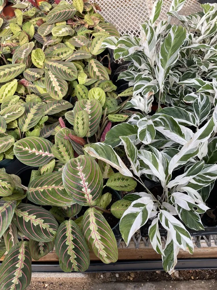 Top-rated yard maintenance for residential properties across Midland, TX - Alldredge Gardens