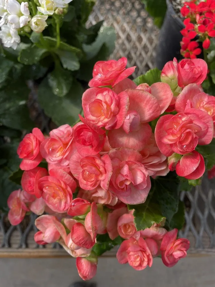 Custom garden landscaping with custom design across Midland, TX - Alldredge Gardens