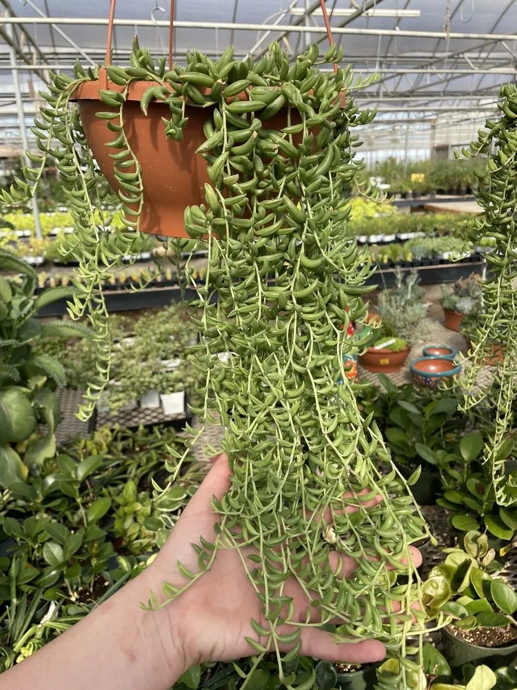 Expert landscaping services in Midland, TX by Alldredge Gardens