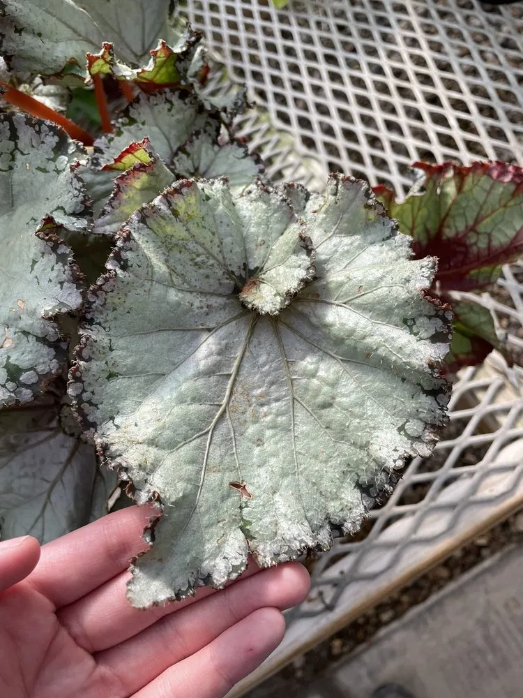 Expert yard cleanup service in Midland, TX by Alldredge Gardens