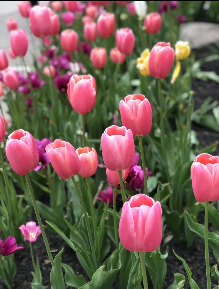 Trusted residential landscaping experts serving East Brunswick, NJ - Allegiance Landscaping