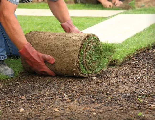 Custom yard maintenance for beautiful yards in Loomis, CA by Allegiant