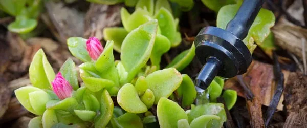 Expert yard cleanup service for beautiful yards across Loomis, CA - Allegiant