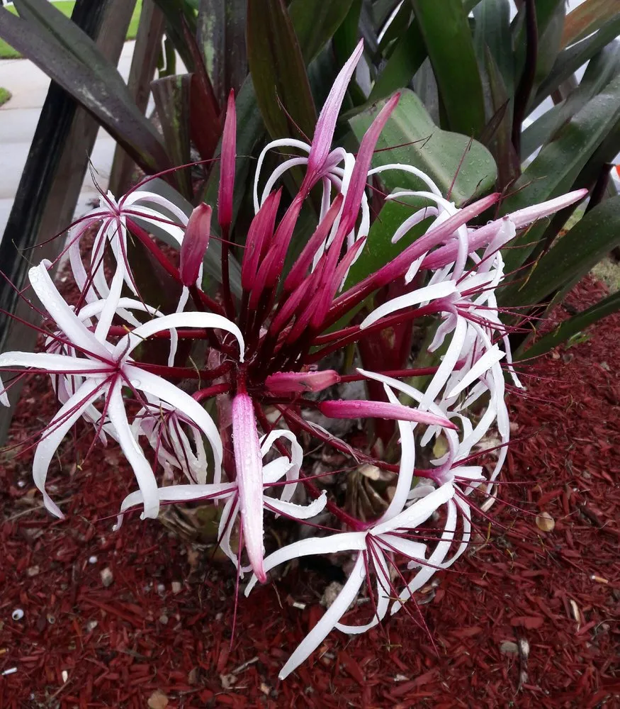 Reliable yard cleanup service in North Lauderdale, FL by Allen Fossi Gardener