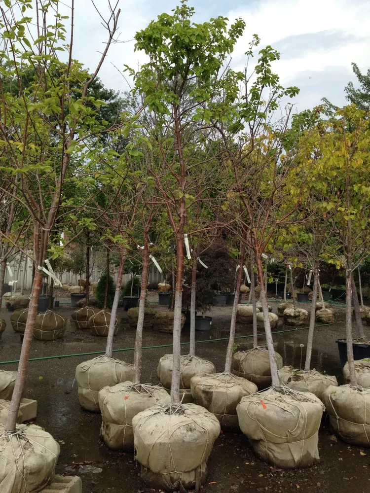 Affordable landscape installation in Highland, IN - Allen Landscape in Highland