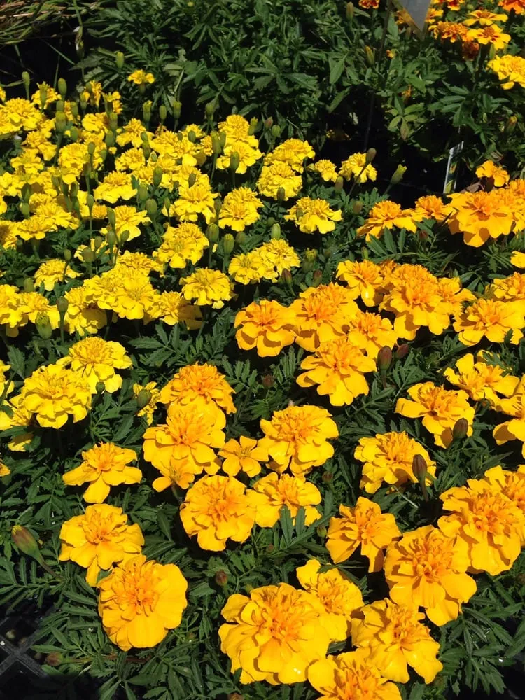 Local yard maintenance in Highland, IN by Allen Landscape in Highland