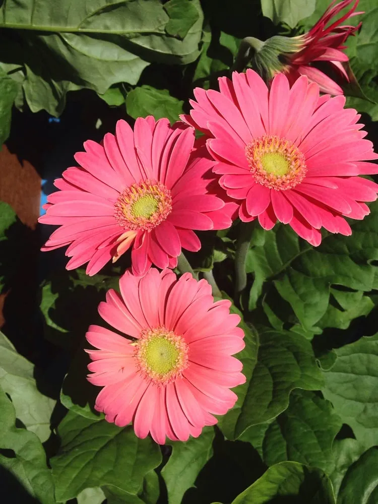 Top-rated garden landscaping for residential properties across Highland, IN - Allen Landscape in Highland