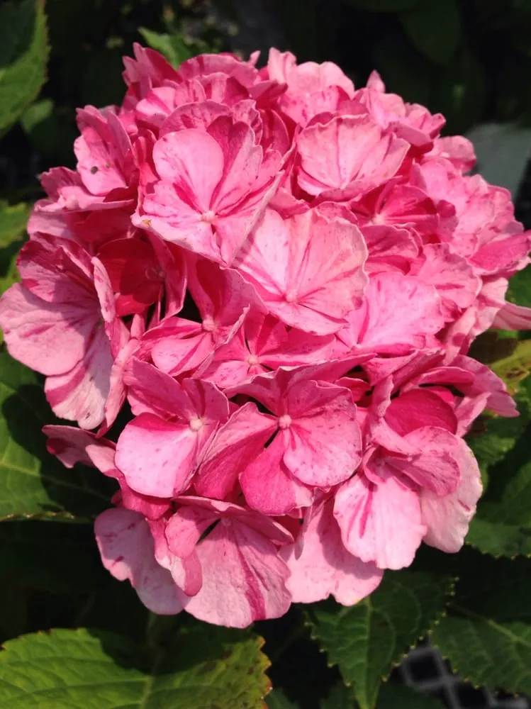 Affordable lawn mowing service experts serving Highland, IN - Allen Landscape in Highland