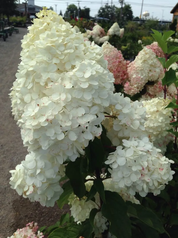 Expert yard maintenance in Highland, IN - Allen Landscape in Highland