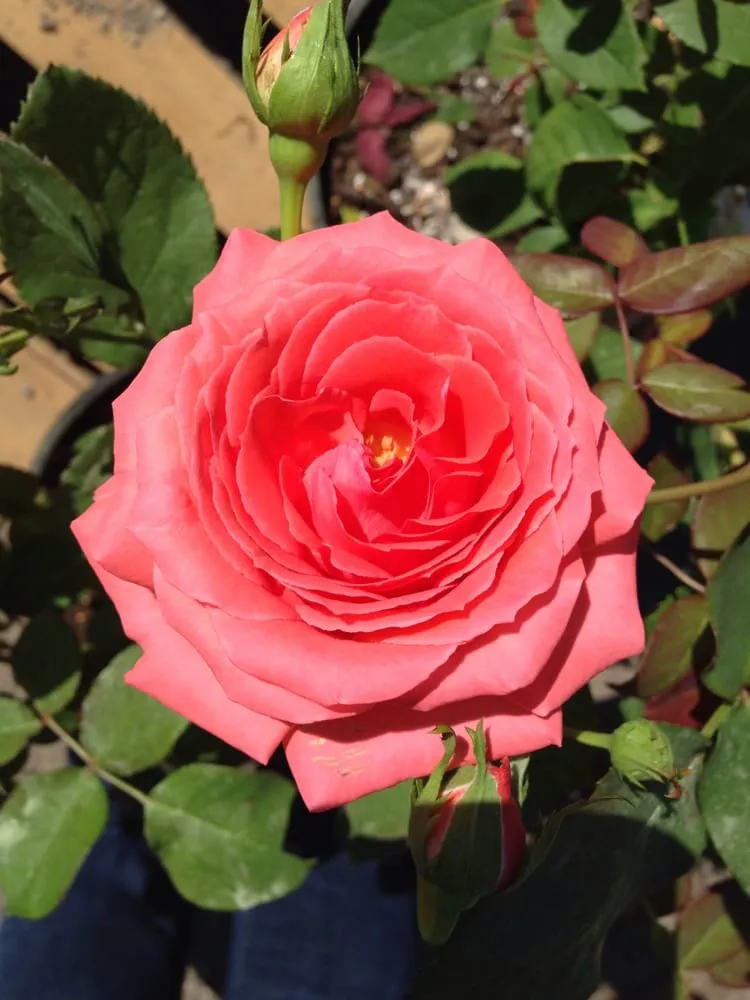 Affordable yard cleanup service in Highland, IN by Allen Landscape in Highland