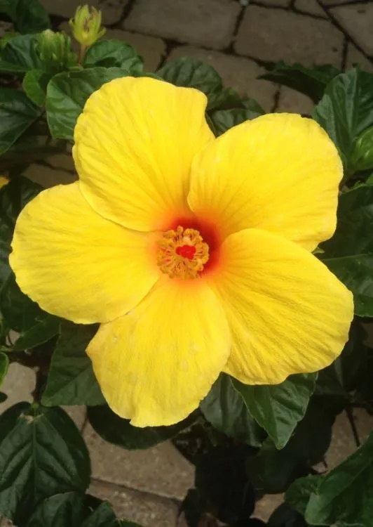 Professional landscaping services near you in Highland, IN by Allen Landscape in Highland