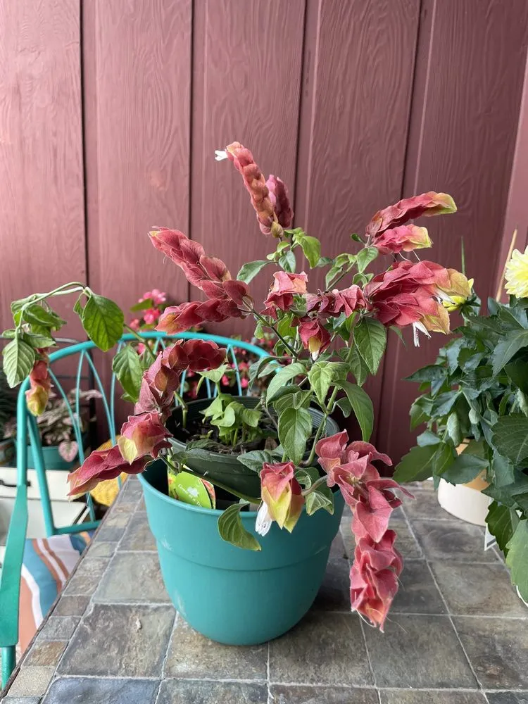 Top-rated yard maintenance in Highland, IN - Allen Landscape in Highland