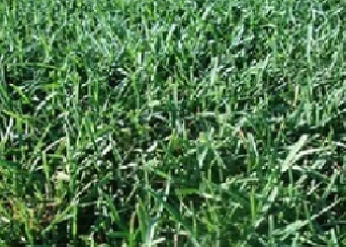 Trusted yard maintenance in Allen, TX - Allen Lawn Mowing