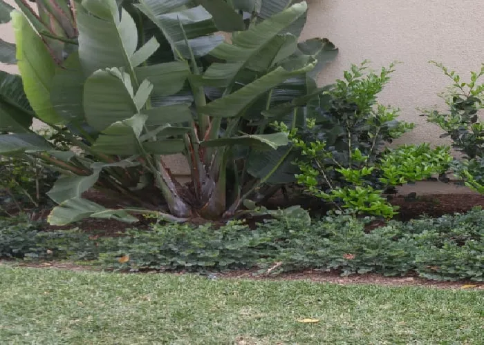 Professional landscape installation near you in Allen, TX by Allen Lawn Mowing