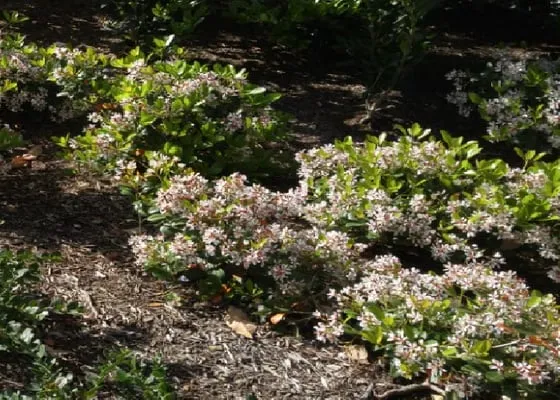 Allen Lawn Mowing Logo