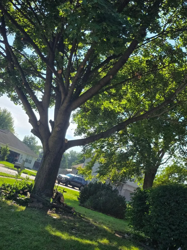 Expert yard cleanup service for outdoor upgrades across Stockwell, IN - Allen Services
