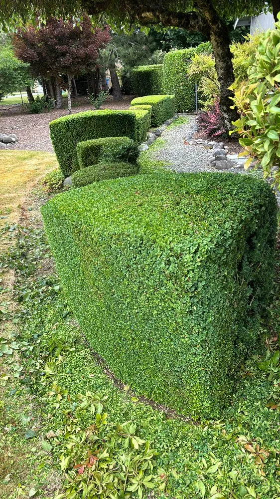 Custom yard cleanup service for residential properties in Centralia, WA by Allende’s Landscaping Services